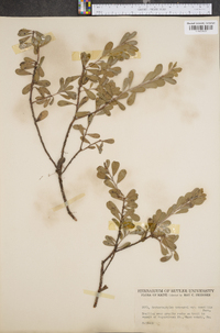 Arctostaphylos uva-ursi image