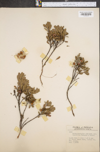 Arctostaphylos uva-ursi image