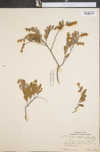 Chamaedaphne calyculata image