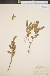 Chamaedaphne calyculata image