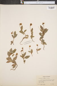 Chimaphila menziesii image