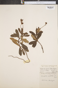 Chimaphila umbellata image