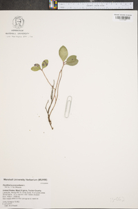 Gaultheria procumbens image