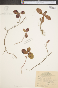 Gaultheria procumbens image