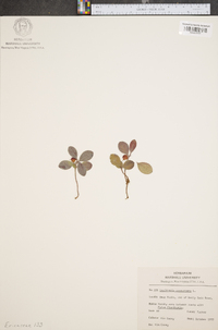 Gaultheria procumbens image