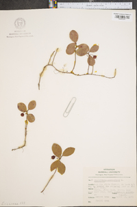 Gaultheria procumbens image