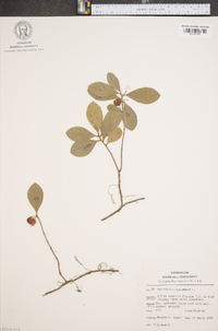 Gaultheria procumbens image