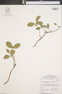 Gaultheria procumbens image