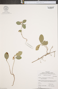 Gaultheria procumbens image