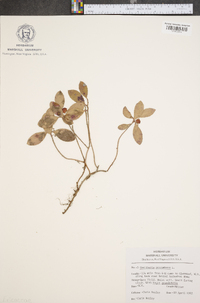 Gaultheria procumbens image