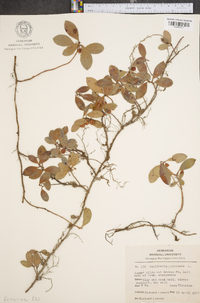 Gaultheria procumbens image