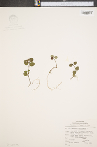 Gaultheria procumbens image