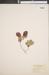 Gaultheria procumbens image