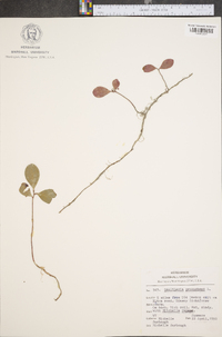 Gaultheria procumbens image