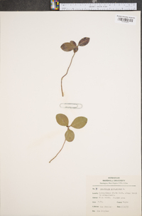 Gaultheria procumbens image