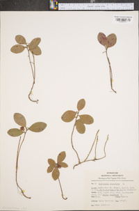 Gaultheria procumbens image