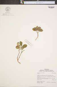 Gaultheria procumbens image