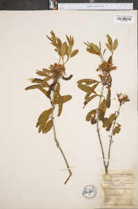 Kalmia angustifolia image