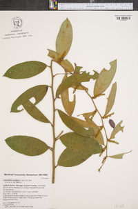 Leucothoe axillaris image