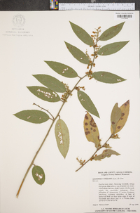 Leucothoe axillaris image