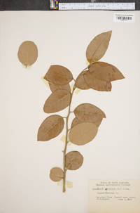 Leucothoe axillaris image