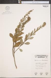 Lyonia fruticosa image
