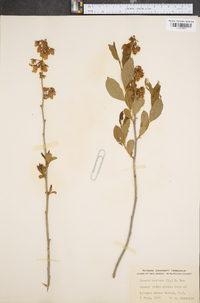 Lyonia mariana image
