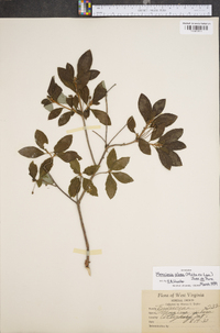 Rhododendron pilosum image