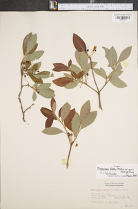 Rhododendron pilosum image