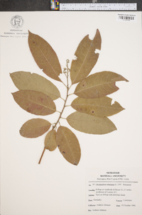 Oxydendrum arboreum image