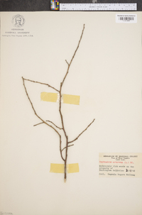 Oxydendrum arboreum image