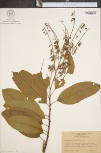 Oxydendrum arboreum image