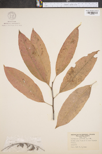 Oxydendrum arboreum image