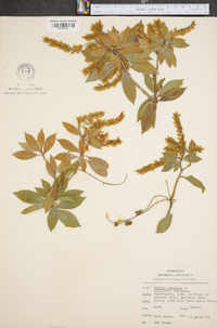 Pieris japonica image