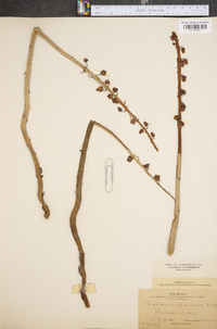 Pterospora andromedea image