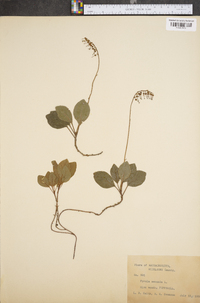 Pyrola chlorantha image