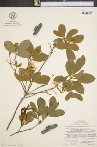 Rhododendron arborescens image