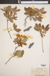 Rhododendron arborescens image