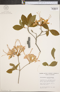 Rhododendron calendulaceum image