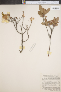 Rhododendron canadense image