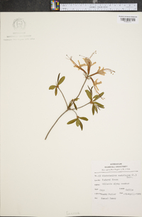 Rhododendron periclymenoides image