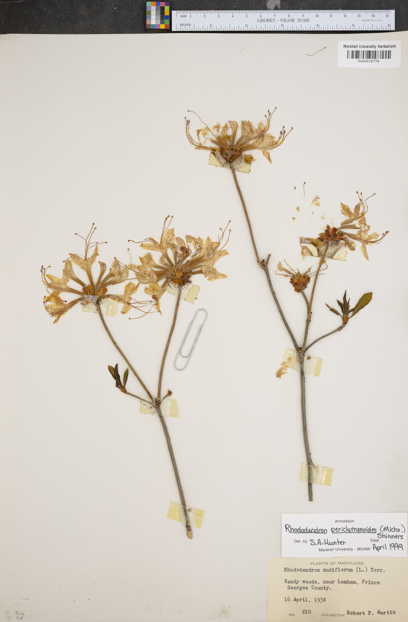 Rhododendron periclymenoides image