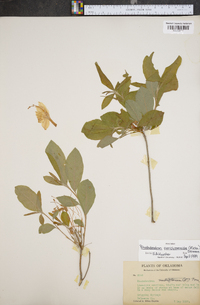 Rhododendron periclymenoides image