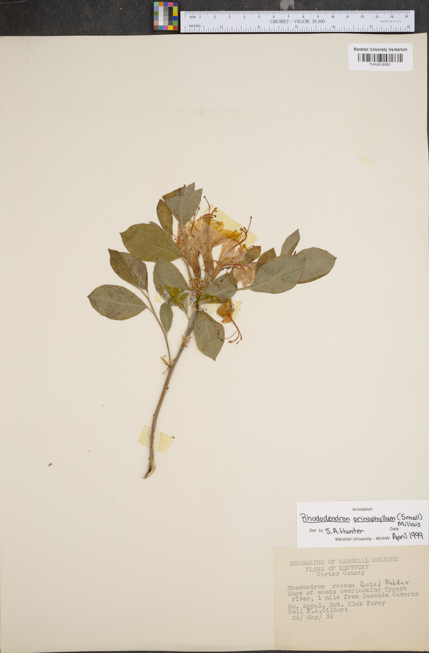 Rhododendron prinophyllum image