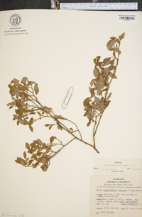 Vaccinium angustifolium image