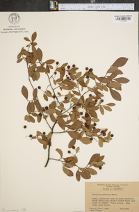 Vaccinium arboreum var. glaucescens image