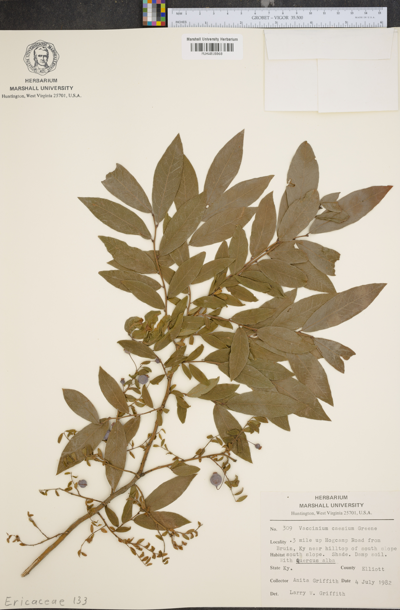 Vaccinium caesium image