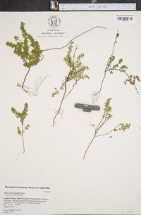 Vaccinium oxycoccos image