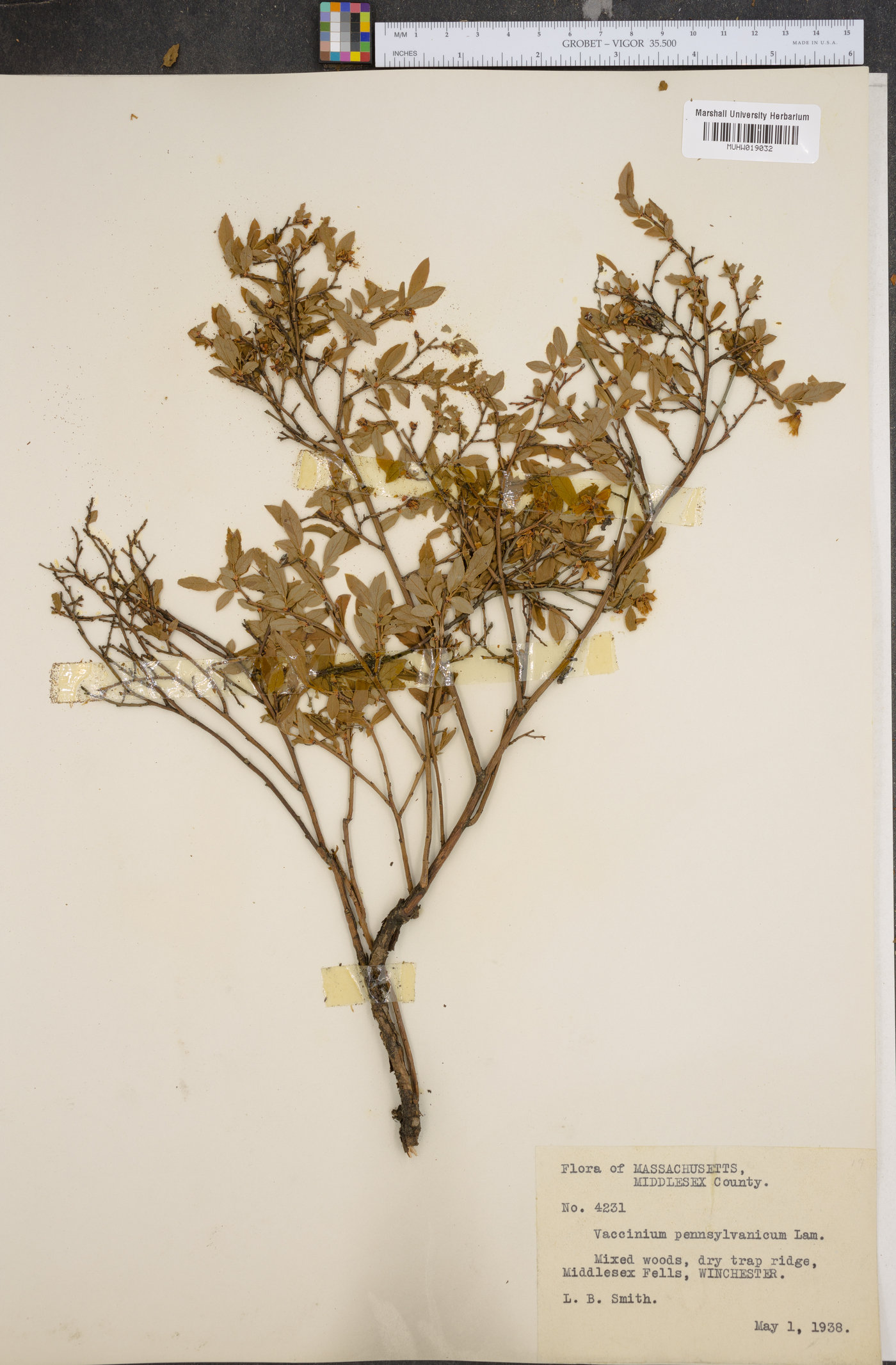 Vaccinium pensylvanicum image
