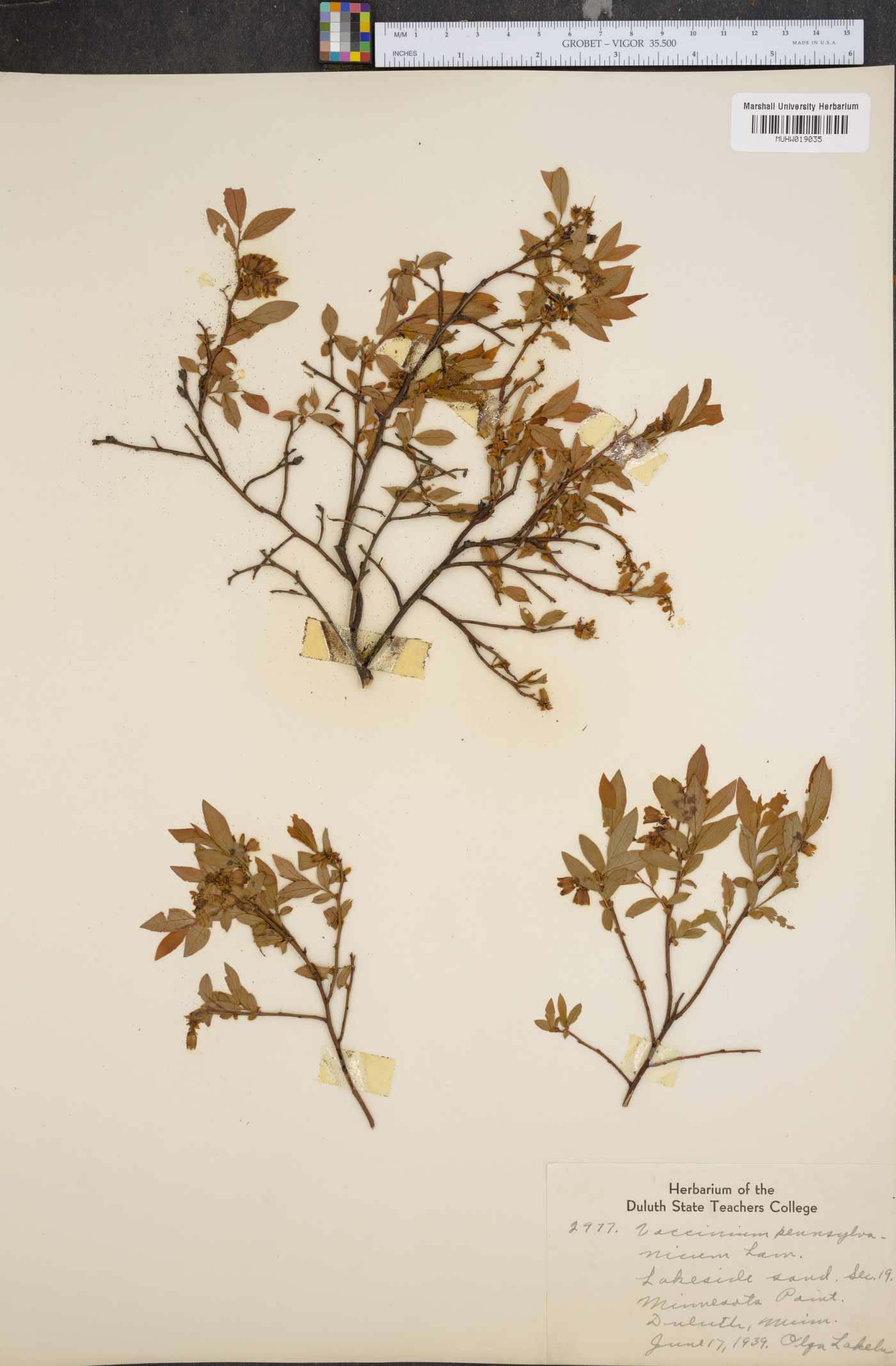 Vaccinium pensylvanicum image